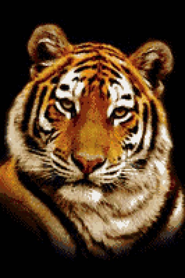 красавец - тигр, звери, животные - предпросмотр