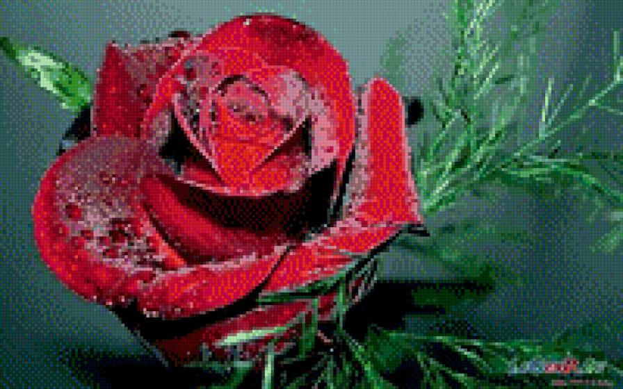 роза - природа, роза, цветы - предпросмотр