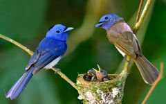 яркие птички - оригинал