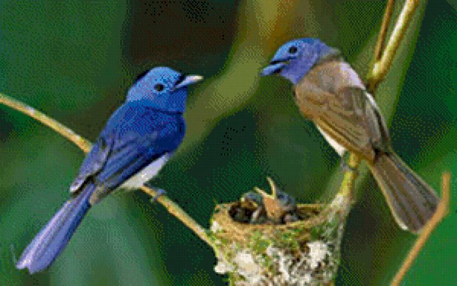 яркие птички - предпросмотр