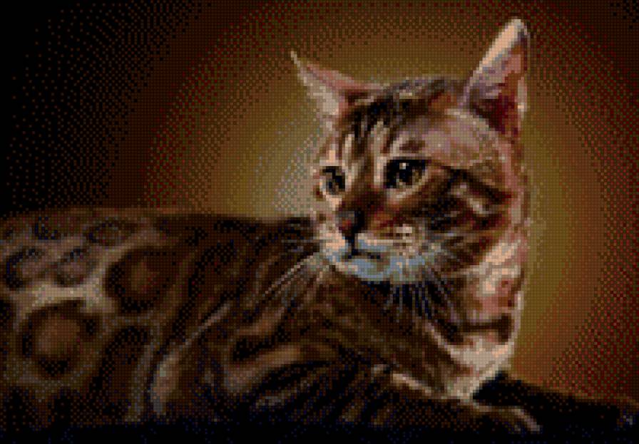 бингальская кошка - предпросмотр