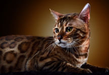 Схема вышивки «бингальская кошка»