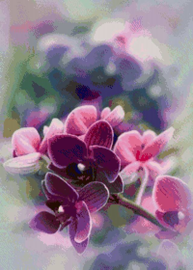 Орхидеи - цветы, орхидеи - предпросмотр