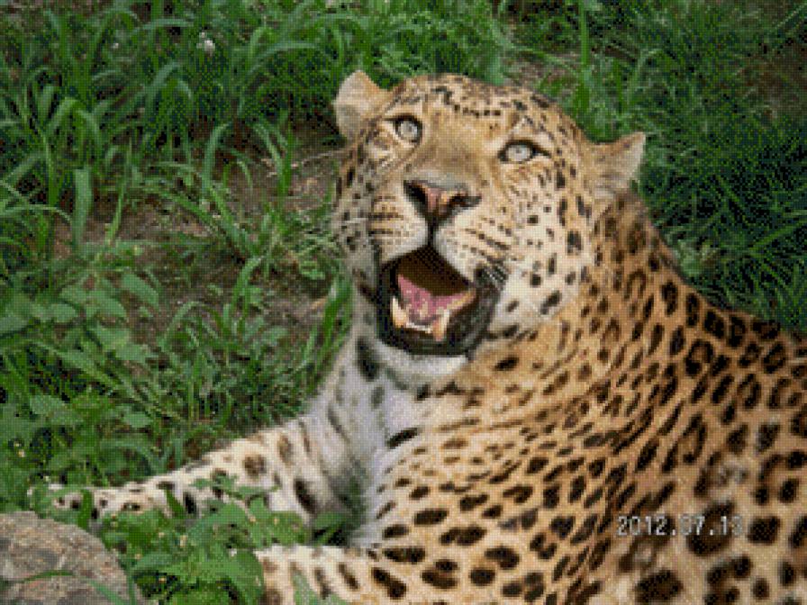 №607808 - леопард тигр - предпросмотр