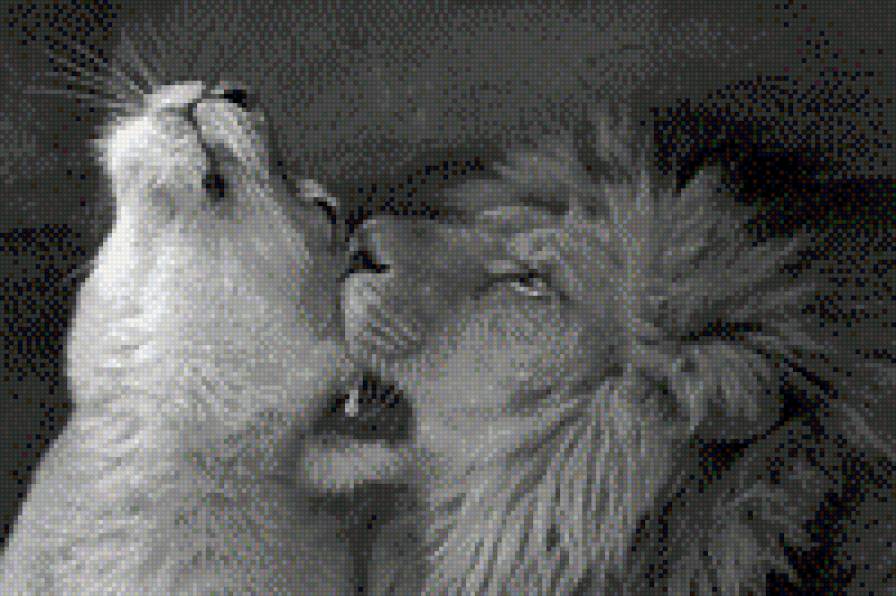 нежность - львы, дикие кошки - предпросмотр