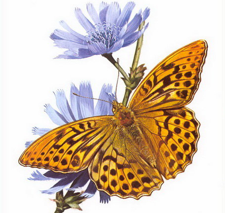 Бабочка - лето, бабочка, насекомые - оригинал