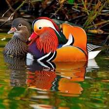 Схема вышивки «Мандаринки»