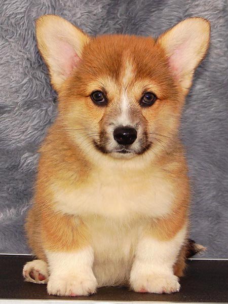 Щенок - оригинал