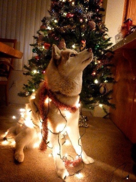 Хаски - оригинал