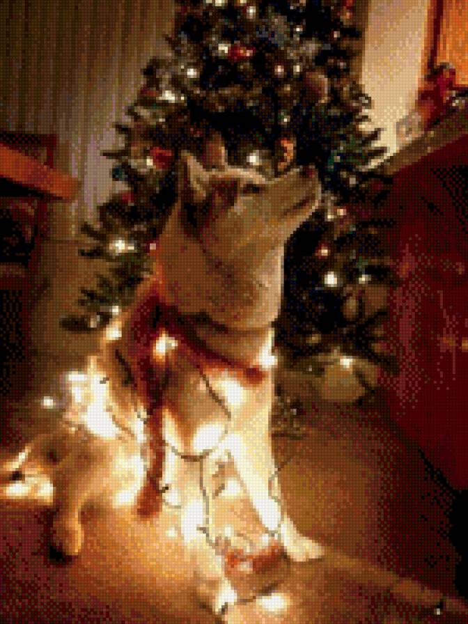 Хаски - предпросмотр