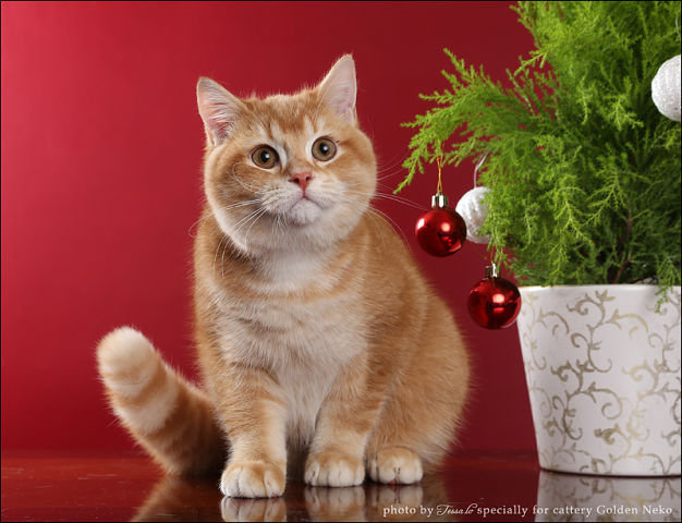 Котик - кот, зима, новый год - оригинал