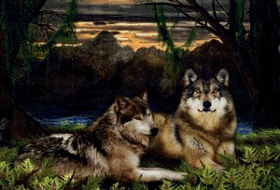 Волки - животные, волк - предпросмотр