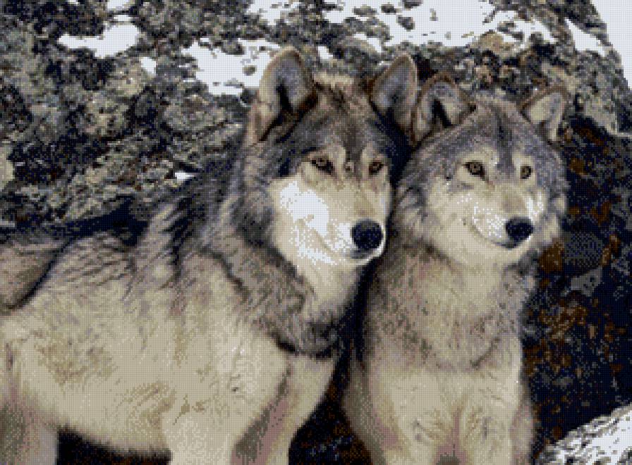 вовки - предпросмотр