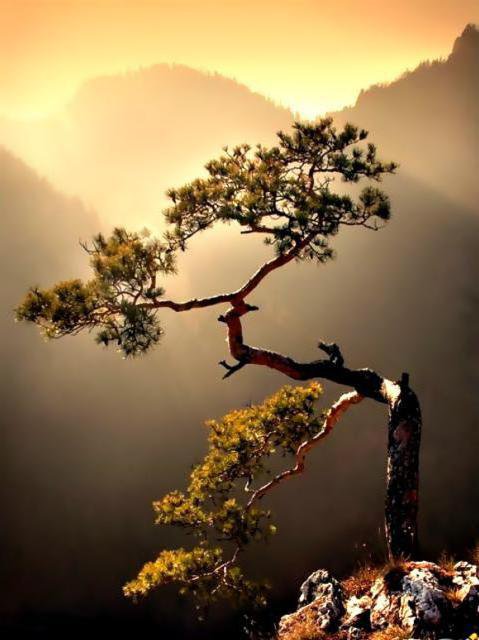 япония - япония - оригинал