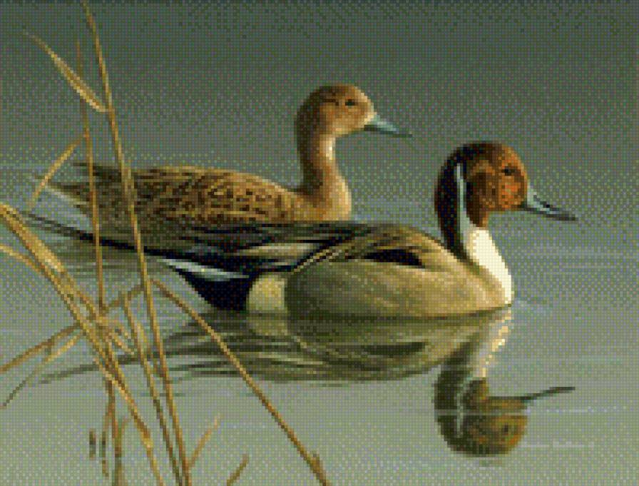утки кряквы - утки - предпросмотр