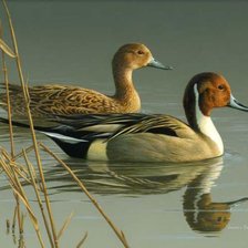 утки кряквы