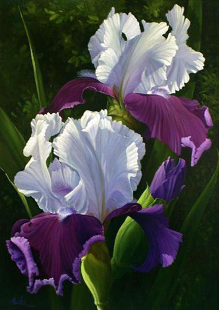 ирисы бело фиолетовые - ирисы - оригинал