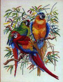 три попугая - попугаи - оригинал