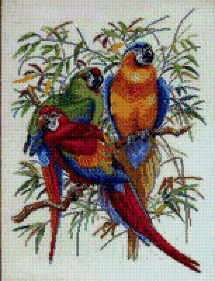 три попугая - попугаи - предпросмотр