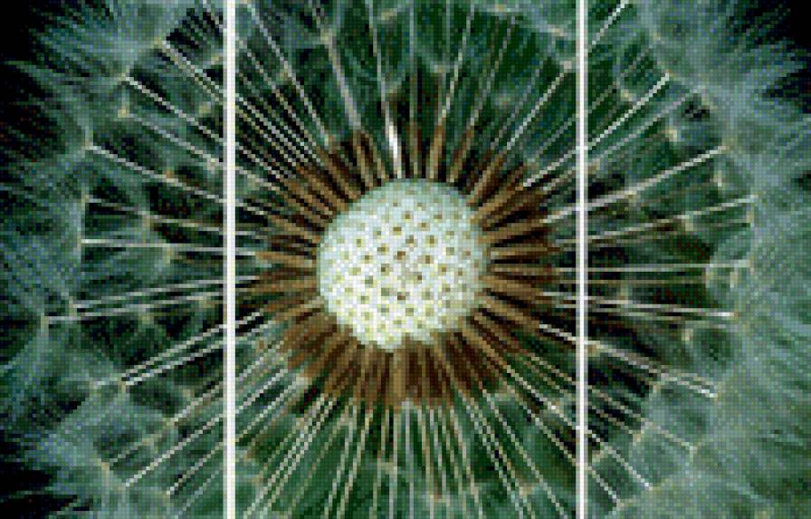 одуванчик - одуванчик - предпросмотр