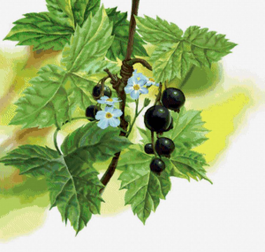 смородина - ягоды, смородина - предпросмотр