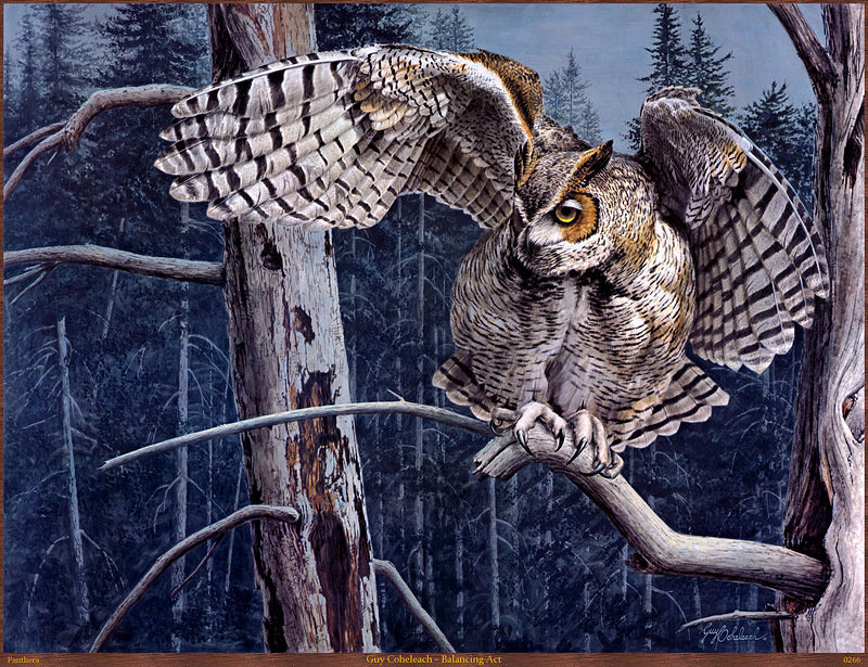 сова - животные - оригинал