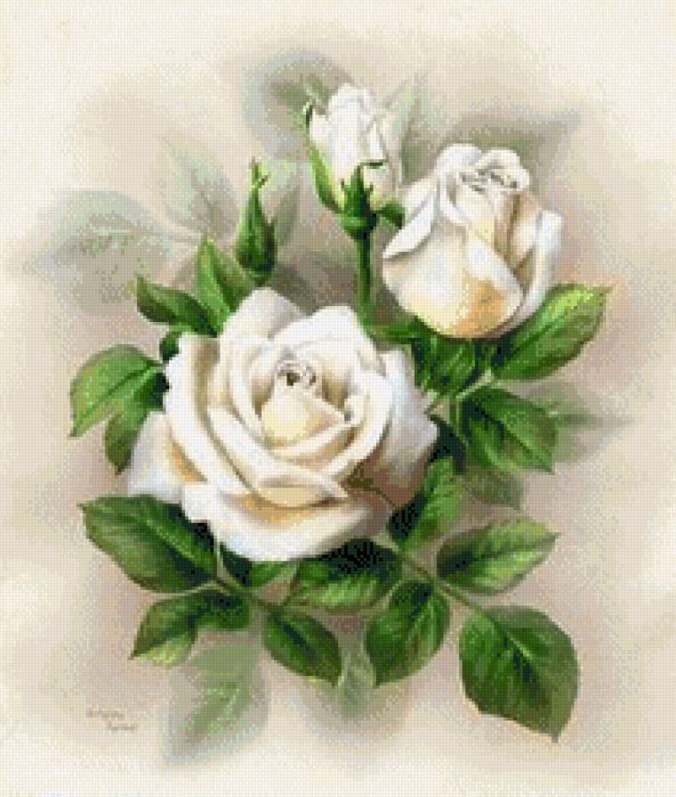 №609032 - цветы, розы - предпросмотр