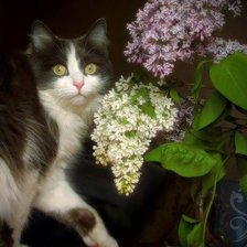 Схема вышивки «взгляд»