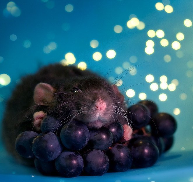 Крыска на винограде - оригинал