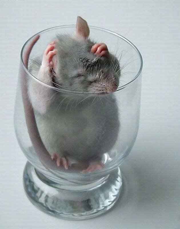 Крыска в бокале - оригинал