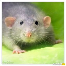 Схема вышивки «Крыска»