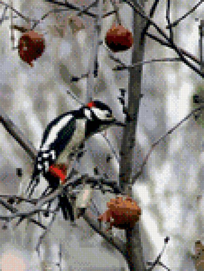 дятел с яблоком - сад, дятел - предпросмотр