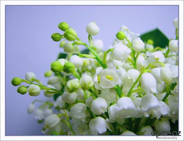 №609420 - оригинал