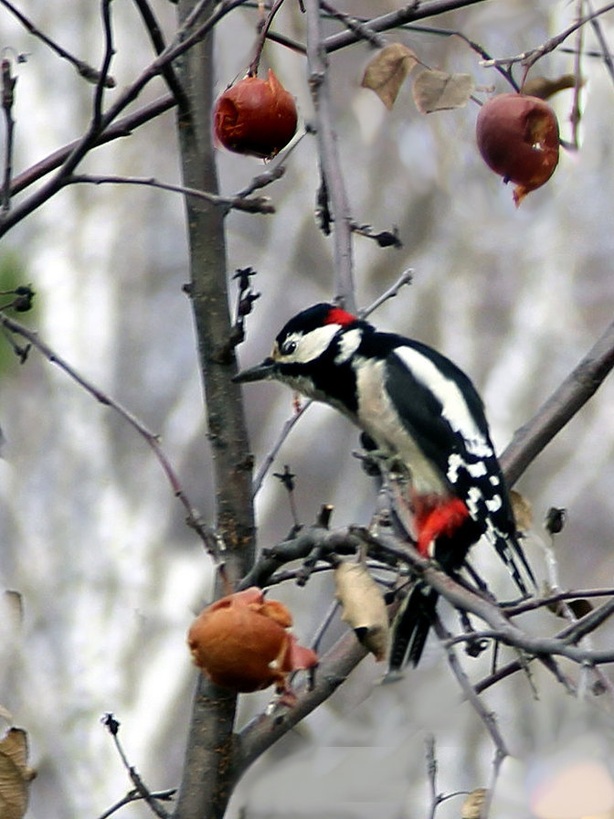 №609437 - оригинал