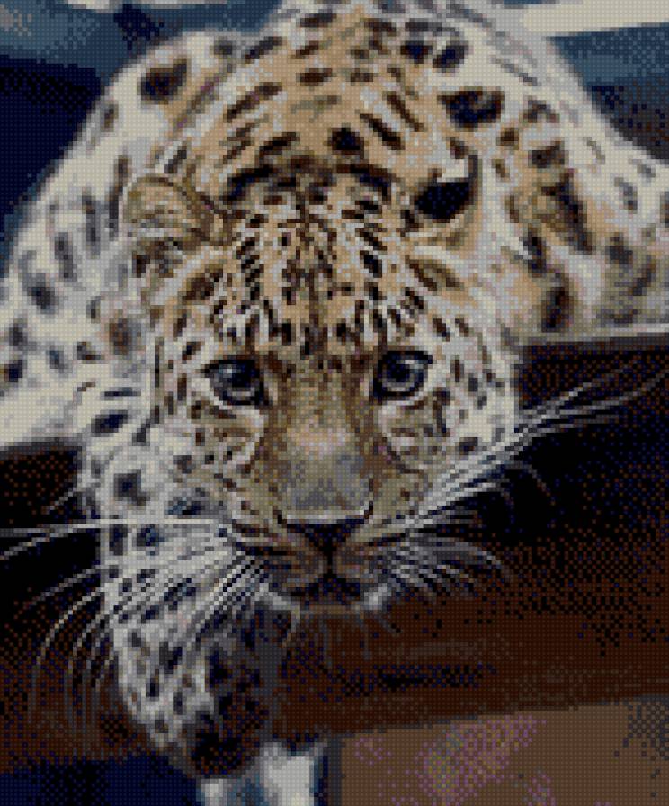 охотник - хищник, леопард, дикий зверь, гепард - предпросмотр