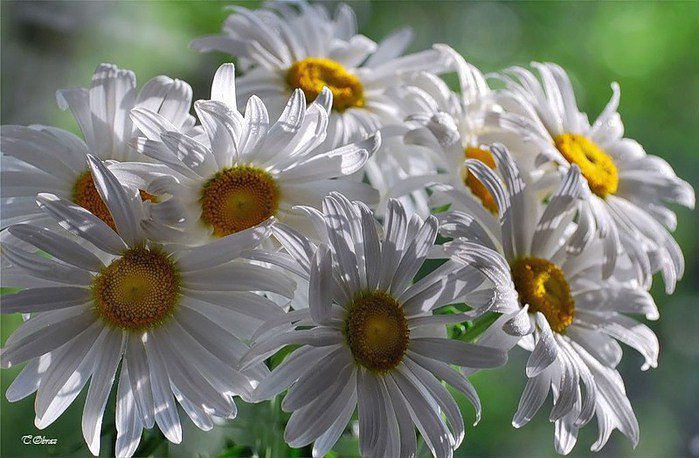 №609492 - оригинал