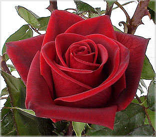 роза - оригинал