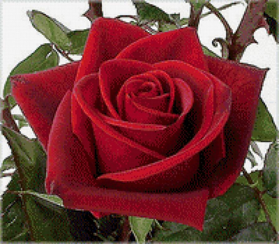 роза - предпросмотр