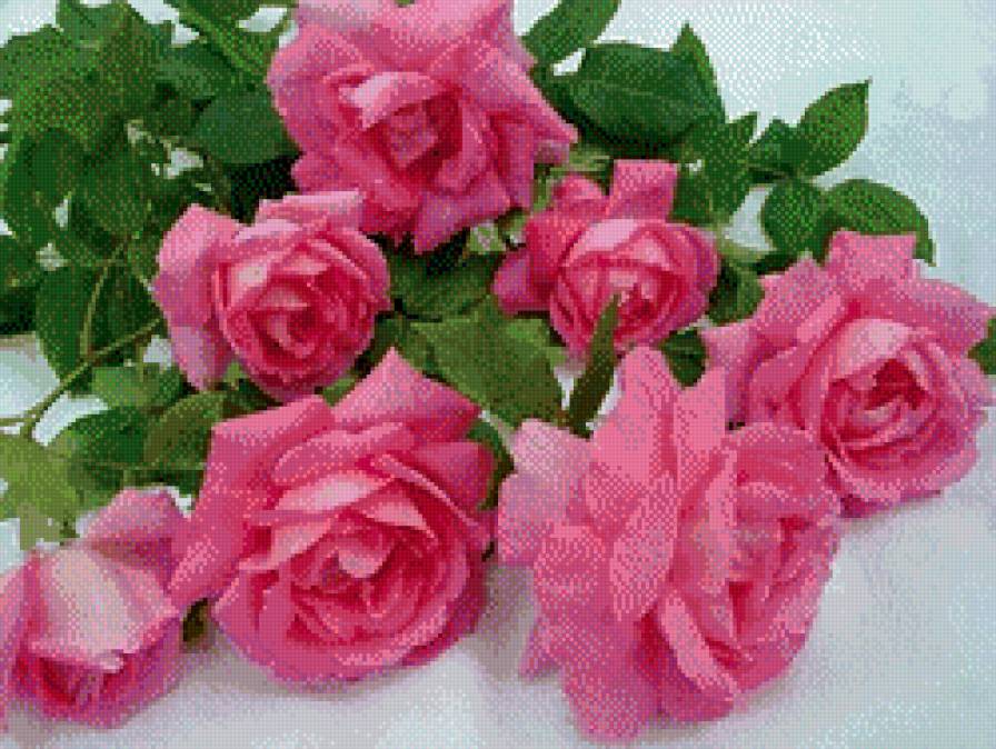 розы - цветы, розы - предпросмотр