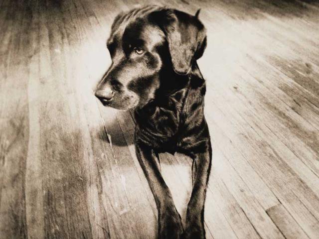 пёс - оригинал