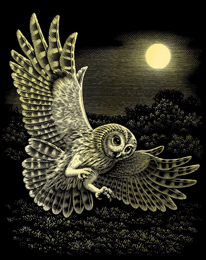 Сова - ночь, птицы, сова, природа - оригинал
