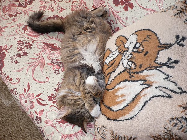 пушок - оригинал