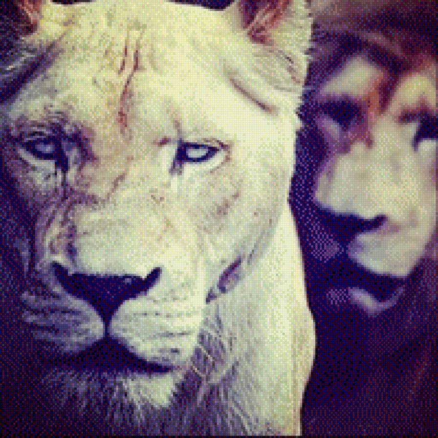 Львица - львица - предпросмотр