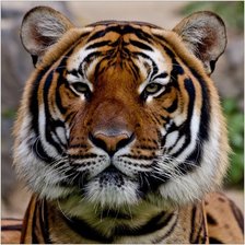 Оригинал схемы вышивки «Тигр» (№609822)