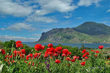 маки в крыму - оригинал