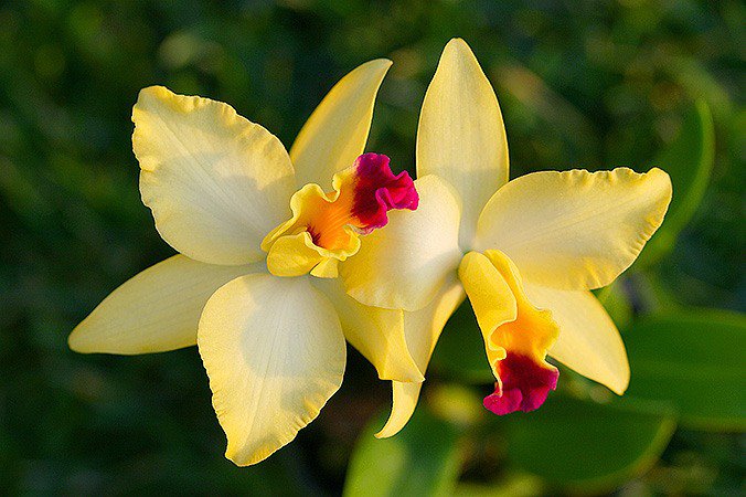 Орхидеи - орхидеи, цветы - оригинал