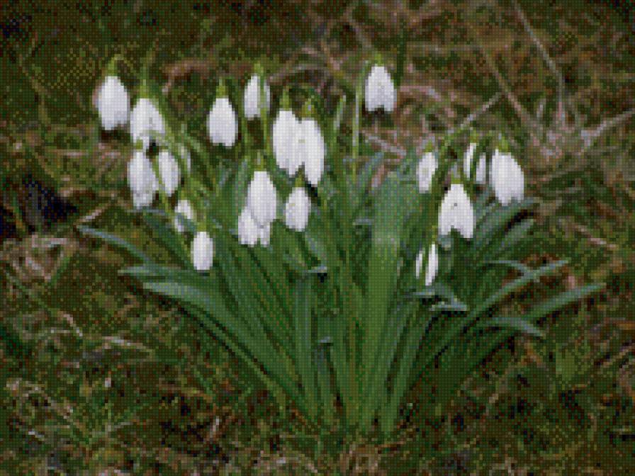 ПІДСНІЖНИКИ - квіти - предпросмотр