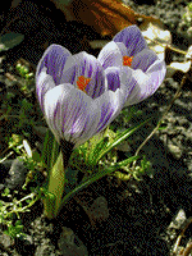 КРОКУСИ - квіти - предпросмотр