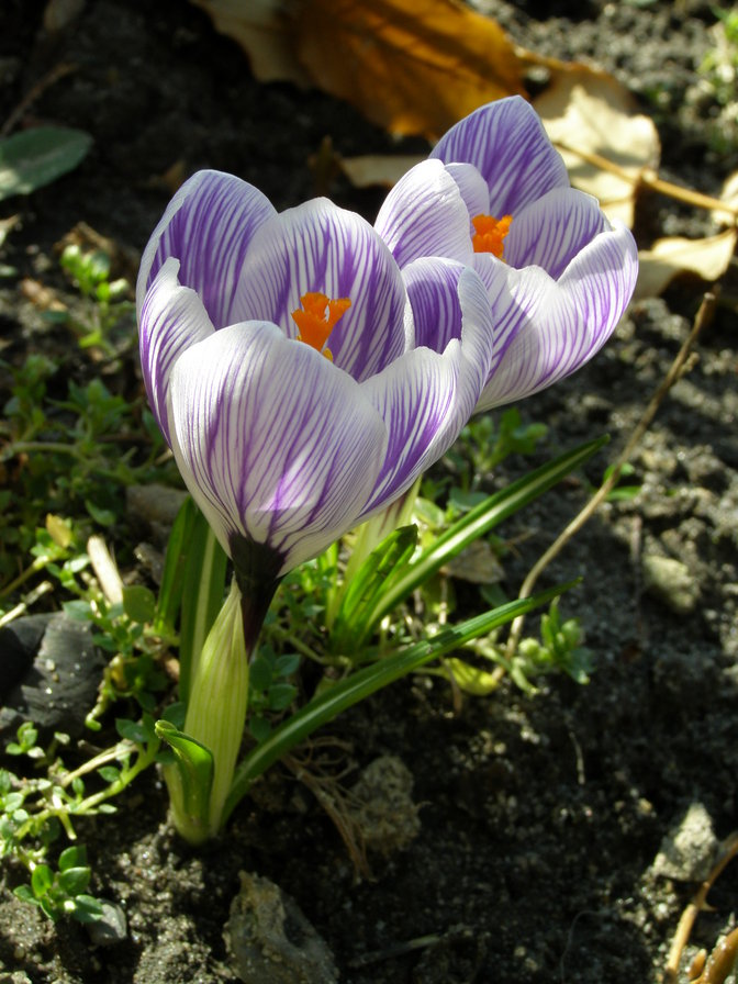 КРОКУС 2 - квіти - оригинал