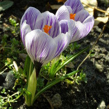 Схема вышивки «КРОКУС 2»